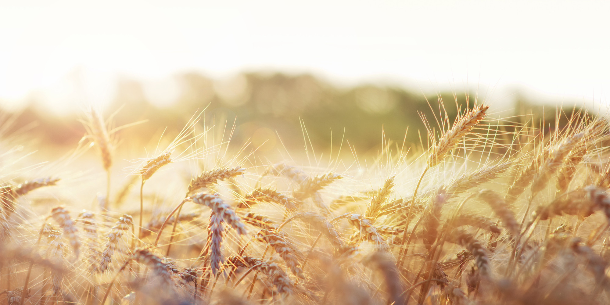 The Latest Crop In The Local Food Movement? Wheat | HuffPost