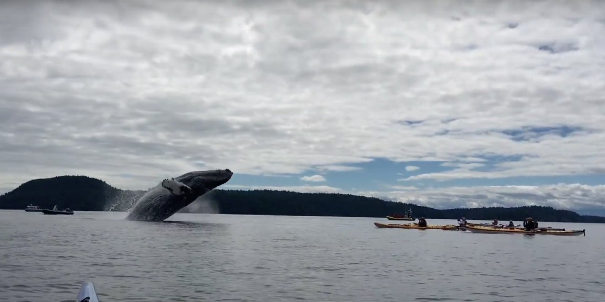 Humpback Whales Breached Right Next To These Kayakers And We Wet ...