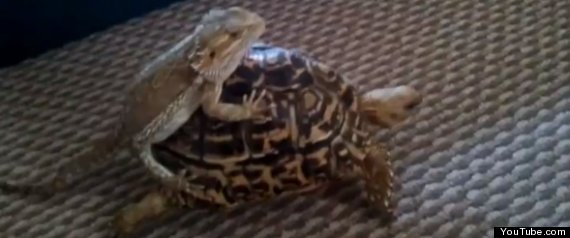 Bearded Dragon Riding A Leopard Tortoise, Anyone? (Video)