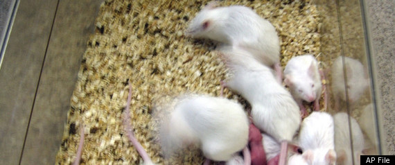 PETA Accuses CU-Denver Labs Of Animal Abuse Again