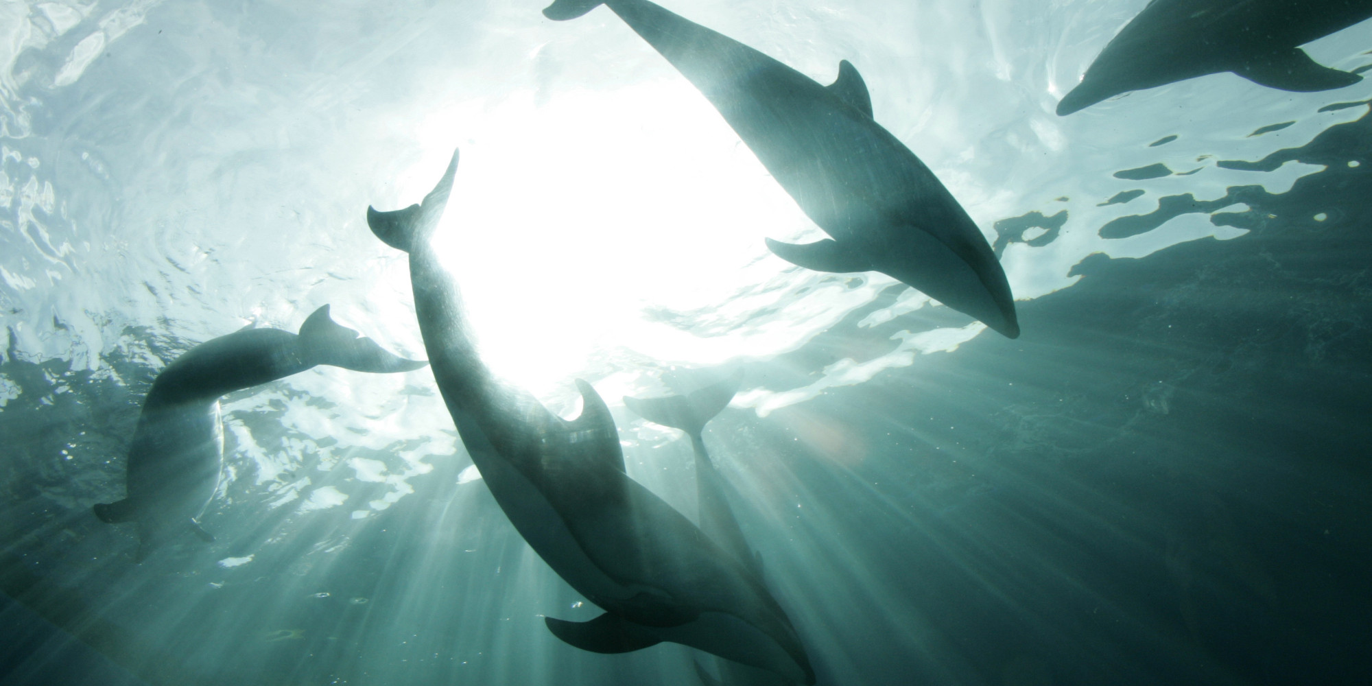 Taiji Dolphin Hunt | HuffPost UK