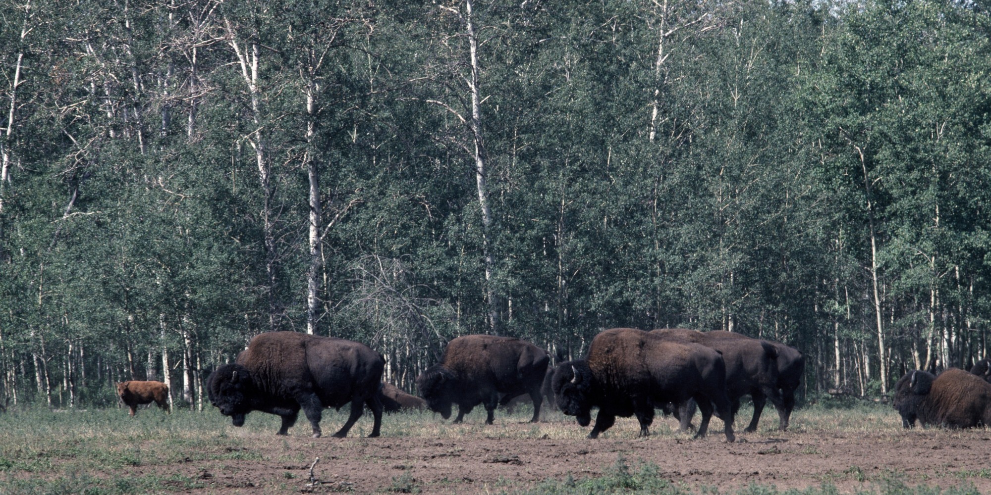 Национальный парк вуд-баффало канада. Вуд-баффало. Вуд баффало в северной америке. Национальный парк вуд-буффало. Национальный парк вуд-баффало растительность.