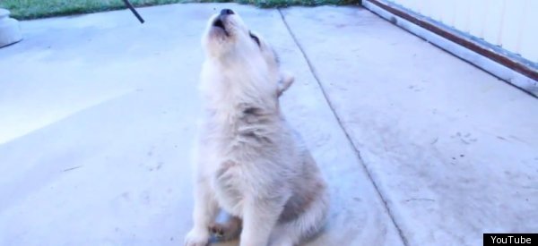 13 Howling Husky Puppies (VIDEO)