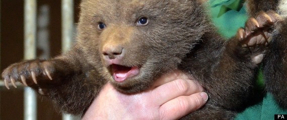 Newborn Brown Bears Meet The Public In Germany (PHOTOS)