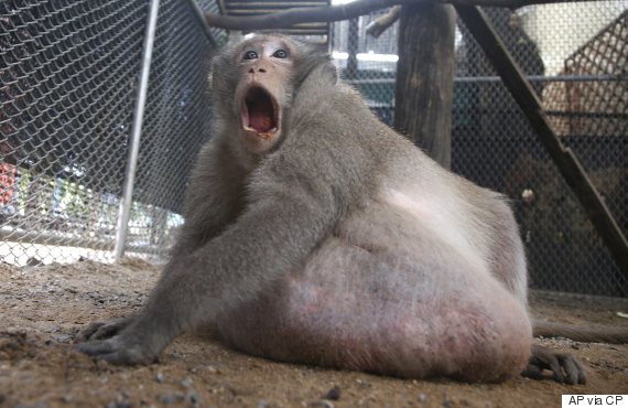 Obese Monkey 'Uncle Fat' Is Proof You Shouldn't Feed The Animals