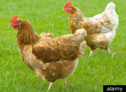 Chickens ‘Could Be Causing Majority Of Female Urinary Tract Infections'