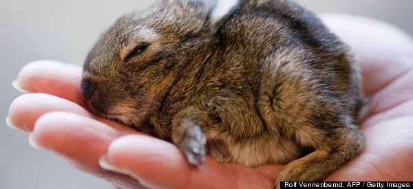 Is This The Smallest Bunny Ever? (PHOTO)