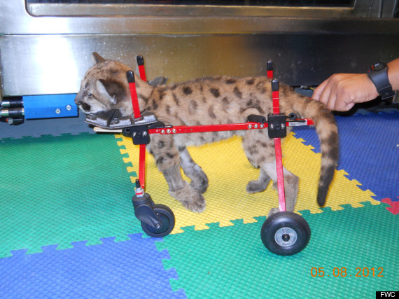 injured panther kitty rehab florida