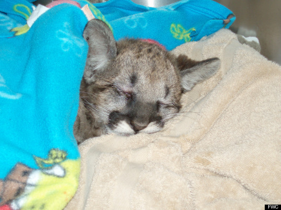 florida panther kitten rehab head trauma