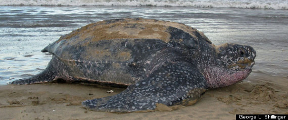 Pacific Leatherback Turtles: Critically Endangered Species Hurt By ...