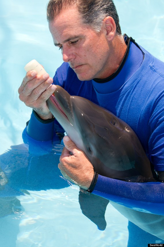 seaworld rescues baby dolphin