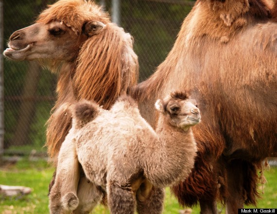 baby camel