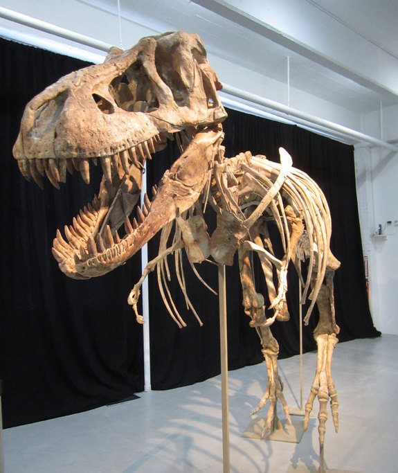 tyrannosaurus skeleton