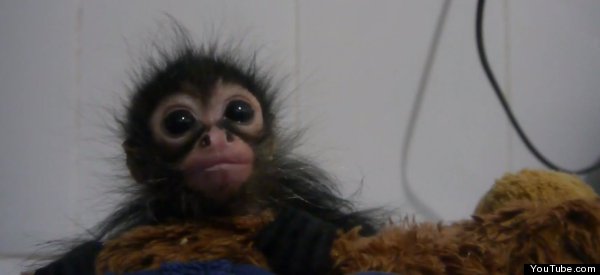 Feeding Time For Adorable Baby Spider Monkey (VIDEO)