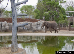 Denver Zoo's 'Elephant Passage' Exhibit Set To Open Friday (PHOTOS)