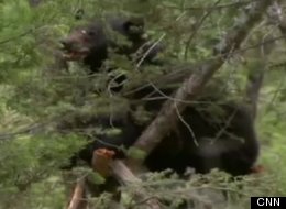 Black Bear Euthanized After Eating Human Remains Of Convict Rory Nelson ...