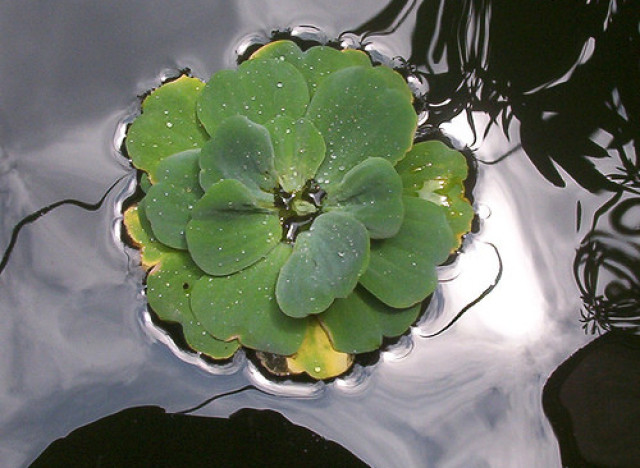 waterlettuce