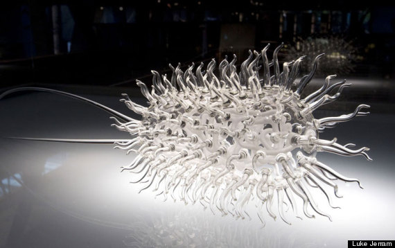 e coli sculpture glass
