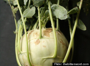 kohlrabi