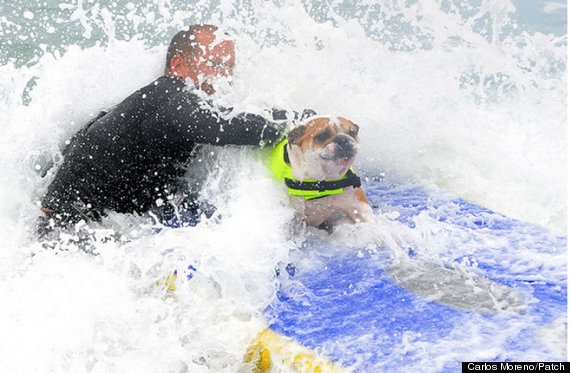 splash dog surfing