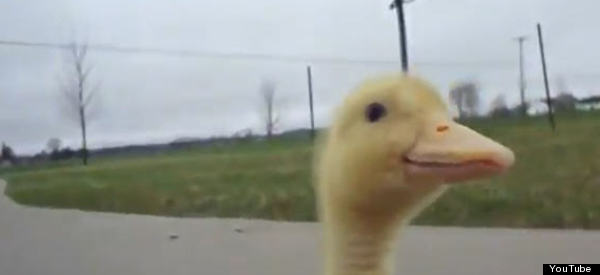 Cute Baby Duck Chases Person (VIDEO)