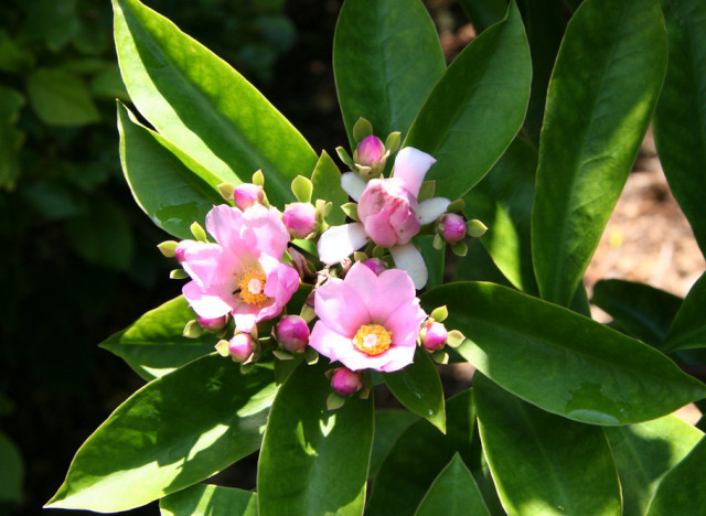 rose cactus