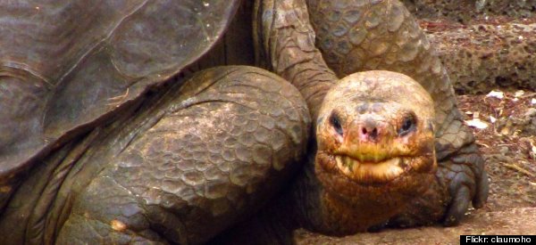 Lonesome George Dead: Last-Of-His-Kind Galapagos Tortoise Dies At 100