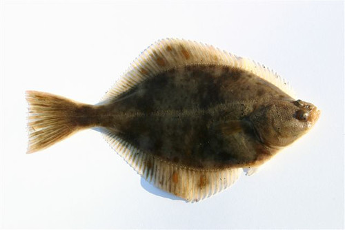 flat fish with eyes on top