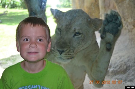 zoo miami lion kid photo