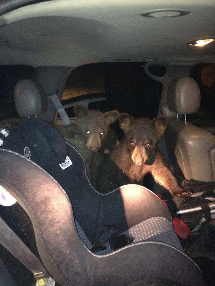 bears break into car