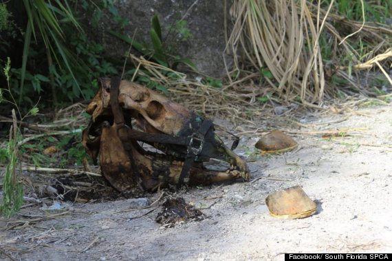 mutilated horse found west miamidade spca