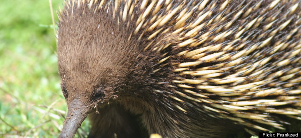 10 Freaky Animals You Have to See to Believe | Lucy Cooke