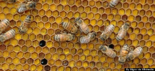 Bee Brain Study Links Reversal Of Aging-Related Decline To Social ...