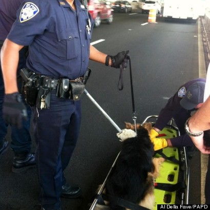 dog george washington bridge