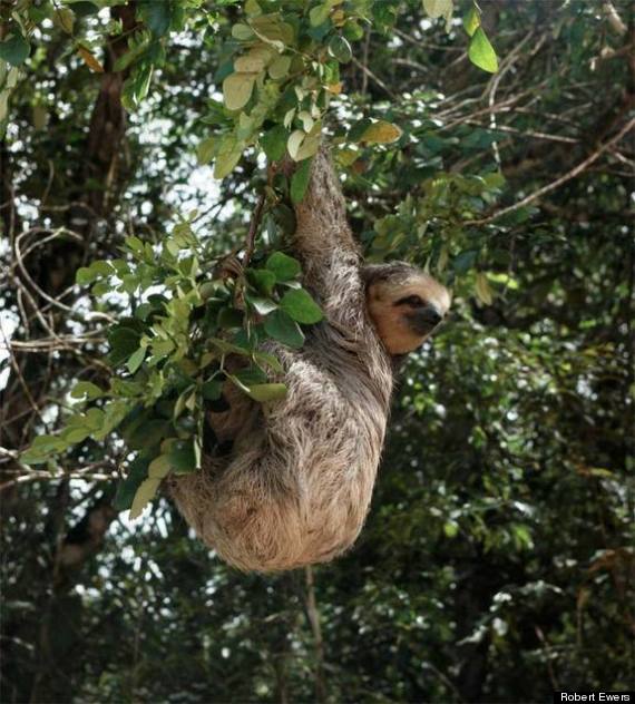 amazon sloth species