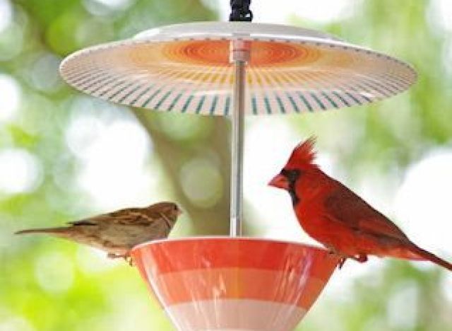 craft of the day bird feeder 1