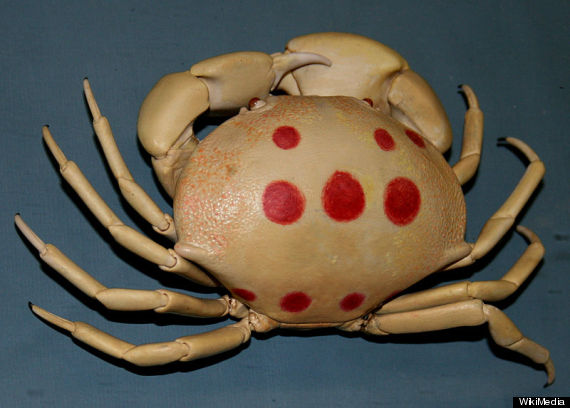 711 crab