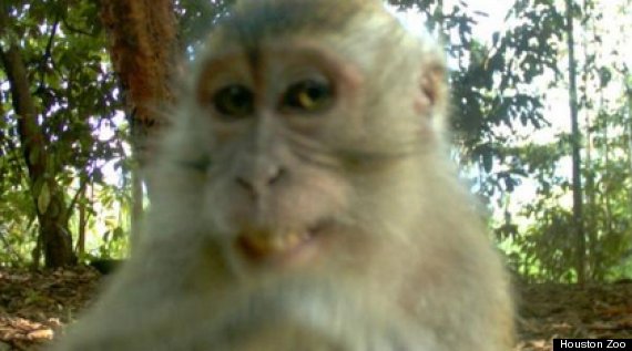 monkey