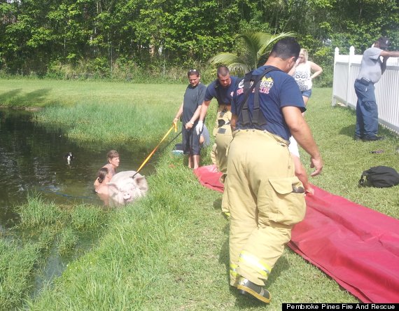 strawberry pigs rescue