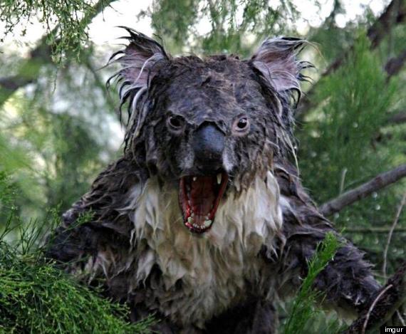 wet koala photoshop