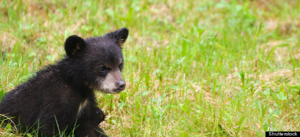 Couple Rescues Baby Bears Trapped In Dumpster (WATCH)