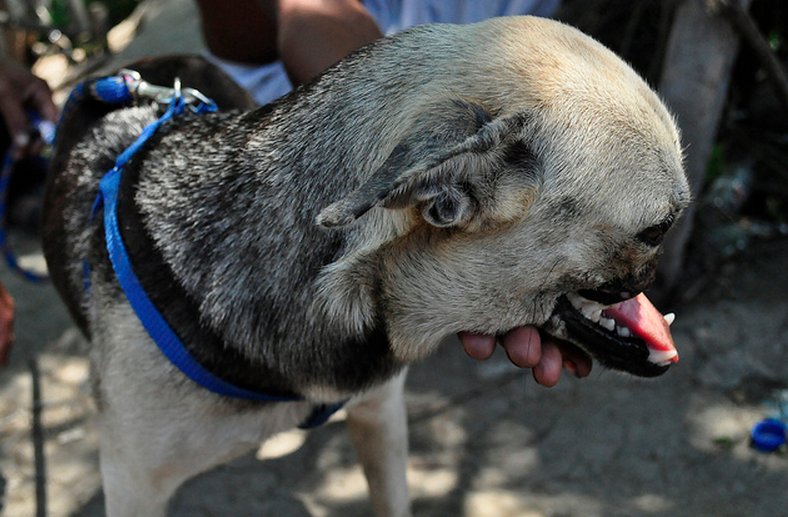 real two headed dogs