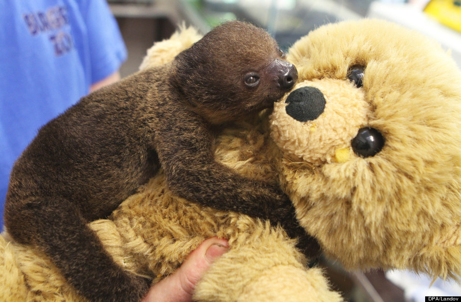 baby sloth