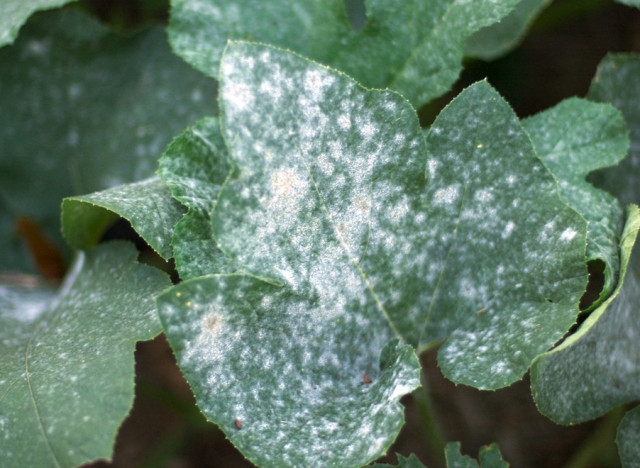 sprout home white spots on plants