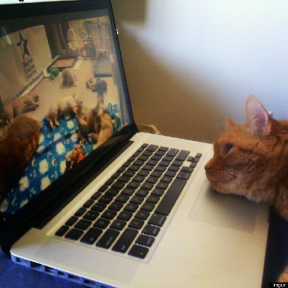 cat watching puppy live feed