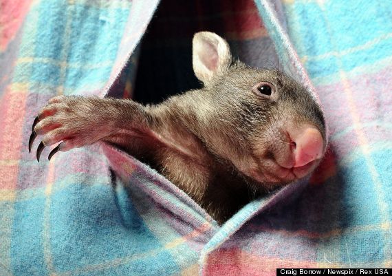 baby wombat photos pictures caddy