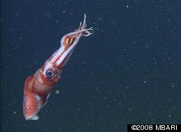 Squid Detaches Arms In Self-Defense, Octopoteuthis Deletron VIDEO Shows ...