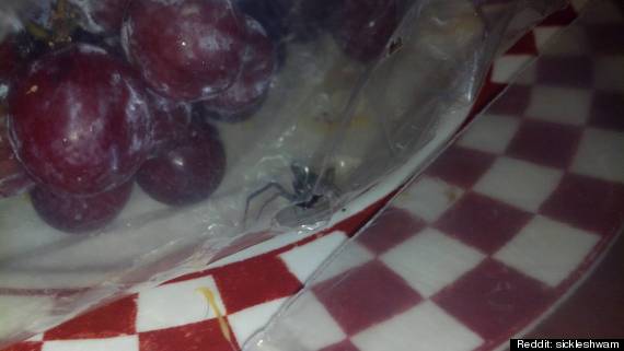 grapes spider