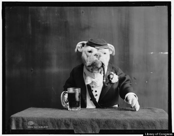 bulldog suit beer