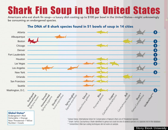 shark fin soup